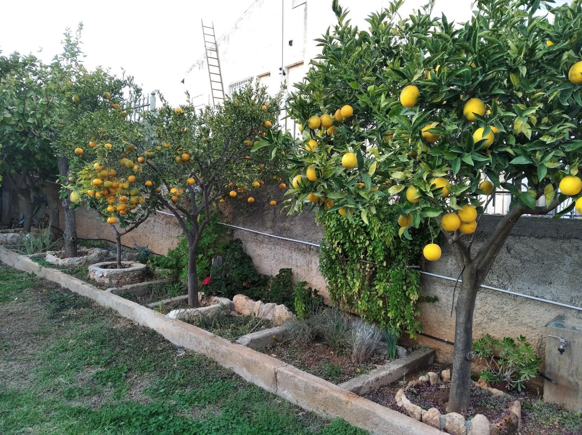 Villa Garden House-Free Transfer From Airport Artemida  Exterior foto